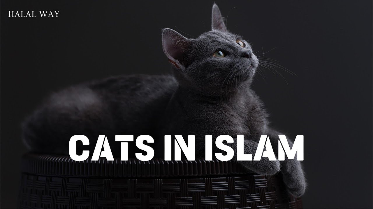 CATS IN ISLAM ( HALAL WAY)  @TheMercifulServant