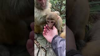 The Monkey Feed Treasure, Flashing Moment, World, And Nature, Monkey Tbk 23