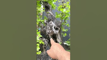 Cụm Rừng Cẩm Thị #bonsaihuỳnhkimsơn