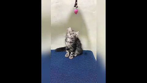 Watch the video about Kucing kitten Persia mix norwegian forest