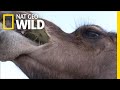 Camels dont mind spines in their cacti  nat geo wild