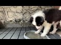 BORDER COLLIE PUPPY'S FIRST WEEK AT HOME!