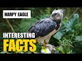 Exploring the Fascinating World of Harpy Eagle | Interesting Facts | The Beast World