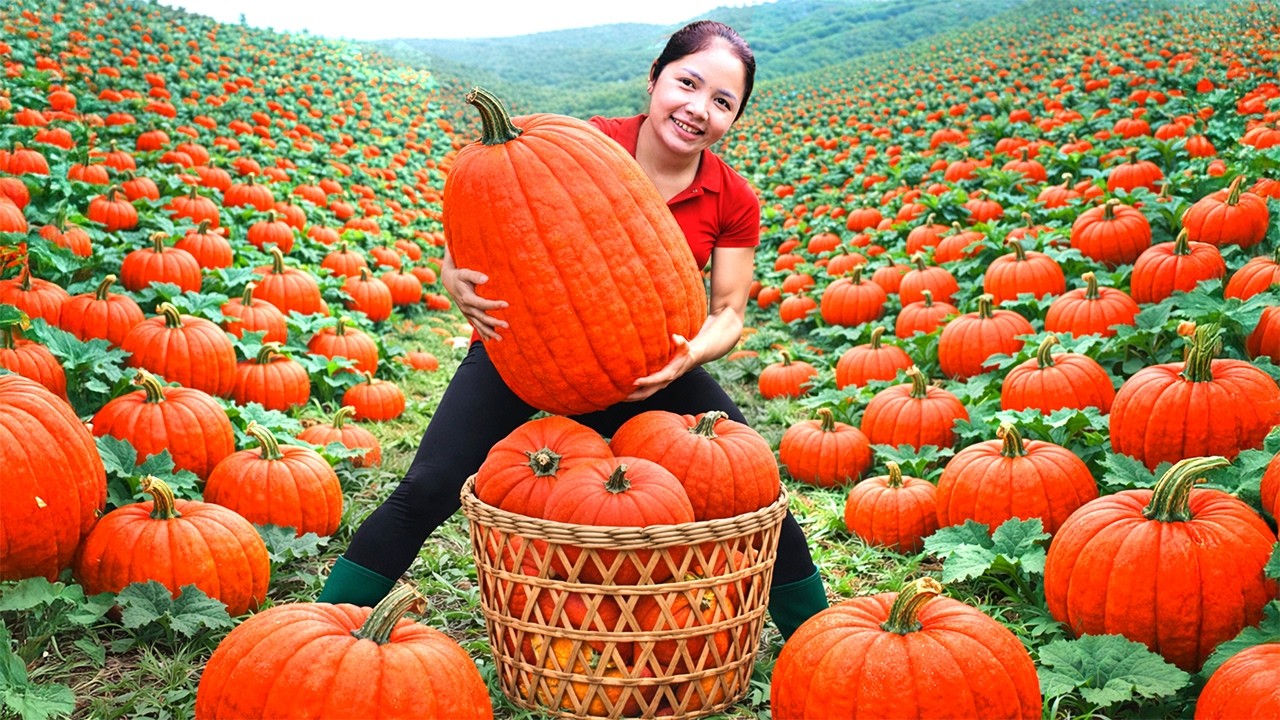 Harvesting 1000+ Gaint Red Pumpkin GoTo Market Sell, Cook Traditional Azerbaijani Pumpkin Qutabs