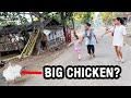Philippines lifestyle  we saw a pregnant chicken and a big shark on our nightly walk