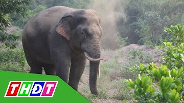 Voi rừng liên tiếp đi vào khu dân cư ở Đồng Nai | THDT