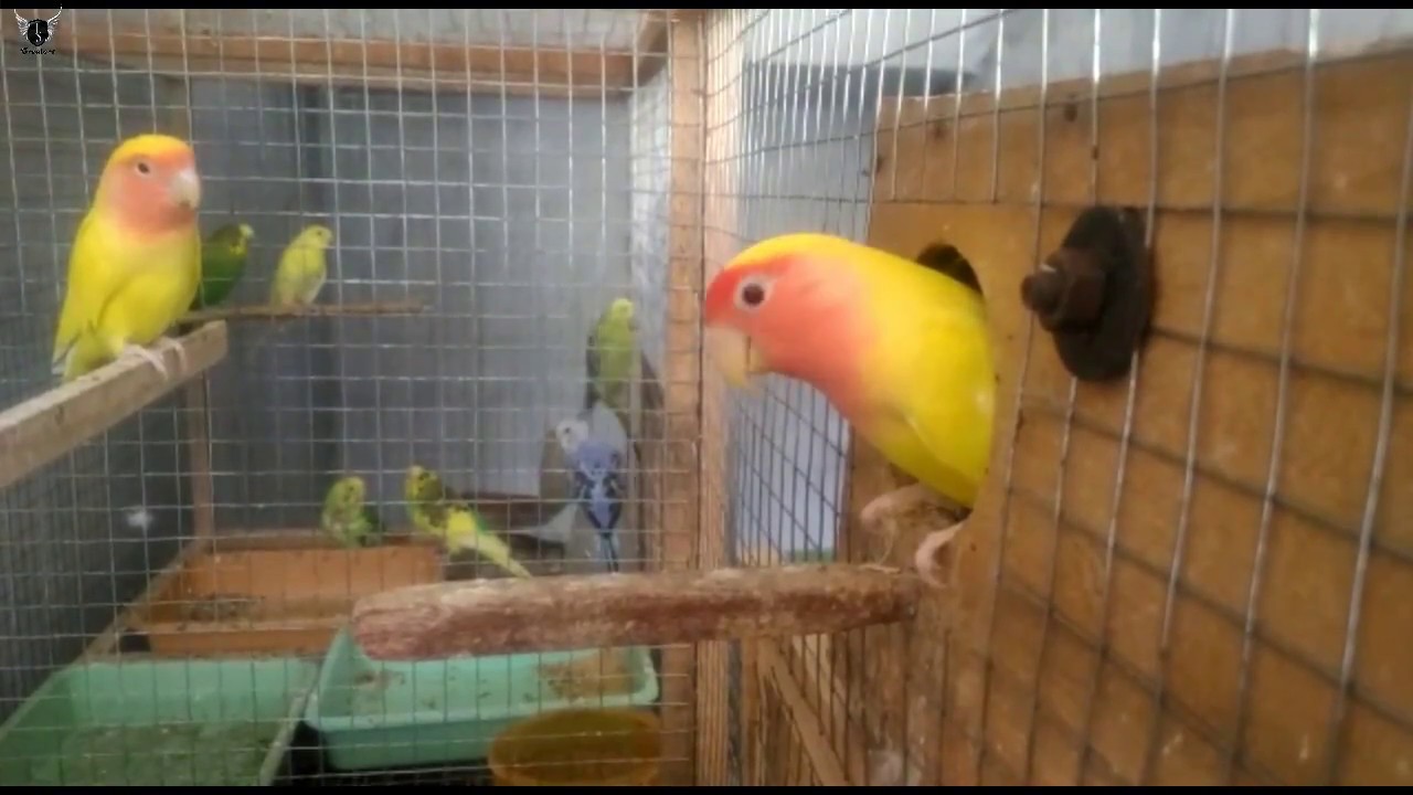 African Love bird | Breeding Setup 