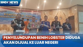 Polisi Gagalkan Penyelundupan 91.246 Benih Lobster di Bogor yang Rugikam Negara Rp19,2 M