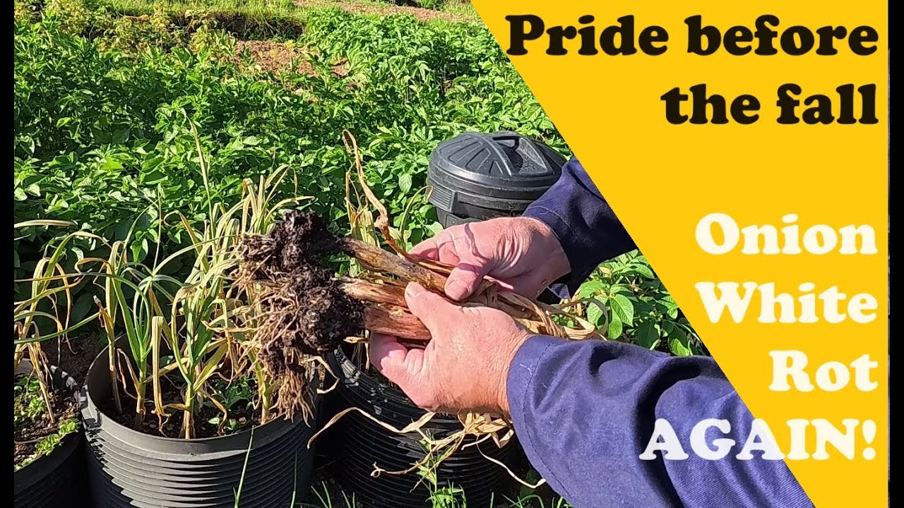 Garlic ruined again! White Rot.