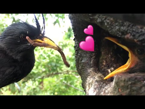 ลูกนกในโพรงไม้ / นกเอี้ยงหงอน - Mynas bird family in the tree hollow (bird nest)