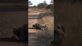 Lion King Sleeping  #Animals #Wildlife #Nature #Safari #Latest