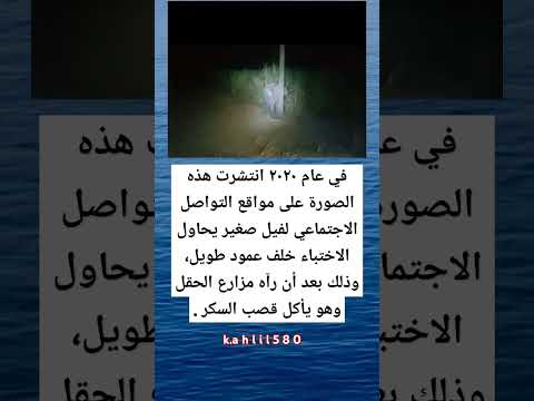 في عام 20 20 انتشرت هذه الصورة على مواقع التواصل الاجتماعي غرائب عجائب معلومات حقائق قصة حقيقية