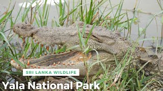 Wildlife of Yala National Park | Yala | Sri Lanka