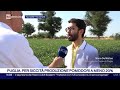 SICCITÀ: CRISI IDRICA E CALDO INTENSO TAGLIANO DEL 20% PRODUZIONE POMODORO