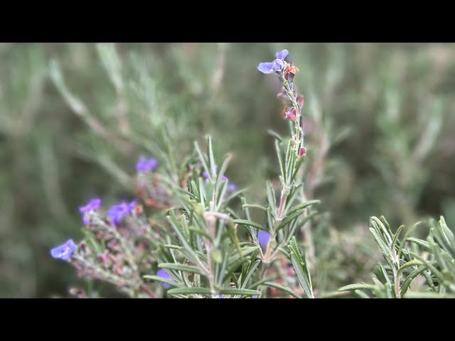 2025年最新版ハーブはどこで手に入る？ - YouTube