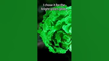 🍄 Glowing Fungus Night Light 🍄