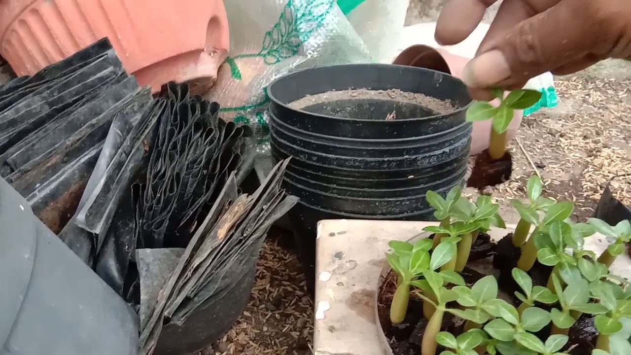 Menanam bayi adenium 