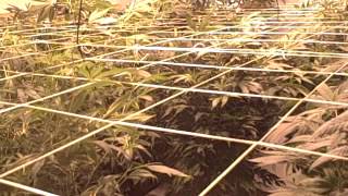 Medical Cannabis MediGrow - Medijuana Ep.1