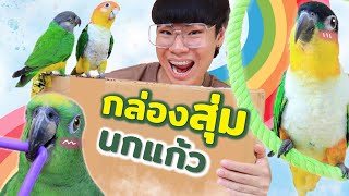 เปิดกล่องสุ่ม ? ของเล่นนกแก้ว!! (งานนี้ชอบบบบ)