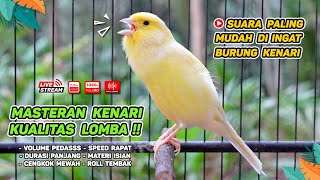 Kenari GACOR NGEREK‼️ Masteran Kenari PAUD dan Pancingan Kenari MACET BUNYI dan Betina NGIWIR - 84