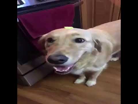 butter dog, 