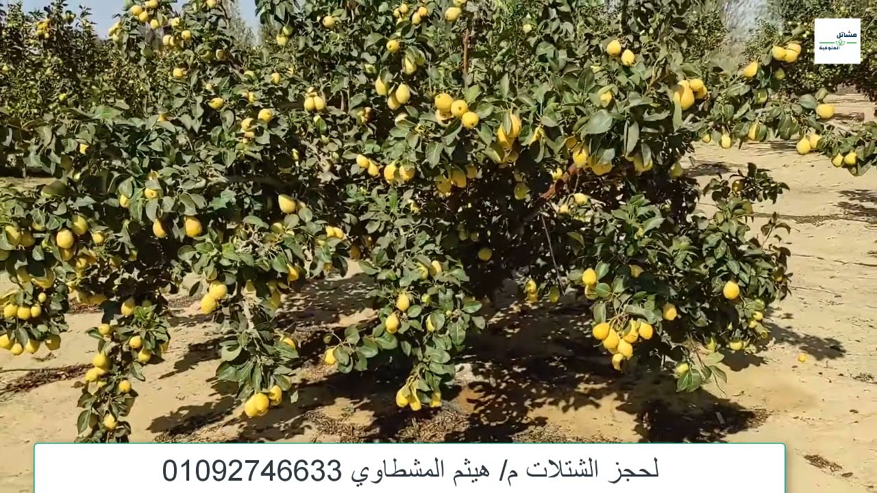 زراعة الكمثري محصول أرباحة كبيرة من مشاتل المنوفية