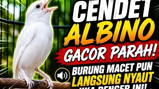 Cendet albino gacor parah.burung macetpun langsung nyaut jika denger suara ini