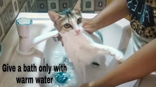 How to Bathe your Cat that Hates Water!!! || Nitin Nutun by Nitin Nutun 247 views 2 years ago 3 minutes, 26 seconds