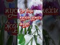 6 фераля День ангела Ксюши! #shortsvideo #shortvideo #shots #shorts #short #shortsfeed #деньангела