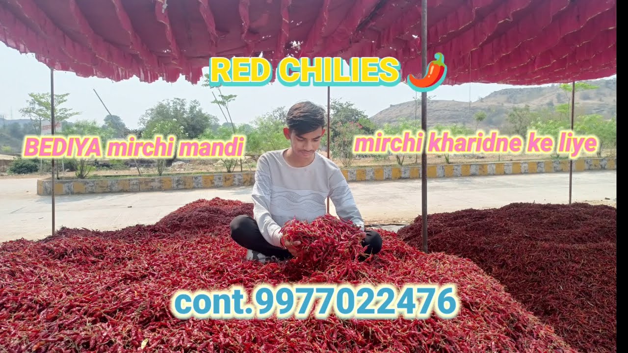 Meri kharidi hui mirchi 🌶️ cont.9977022476 #video #redchilli #viral #trending #food #adivasisong 