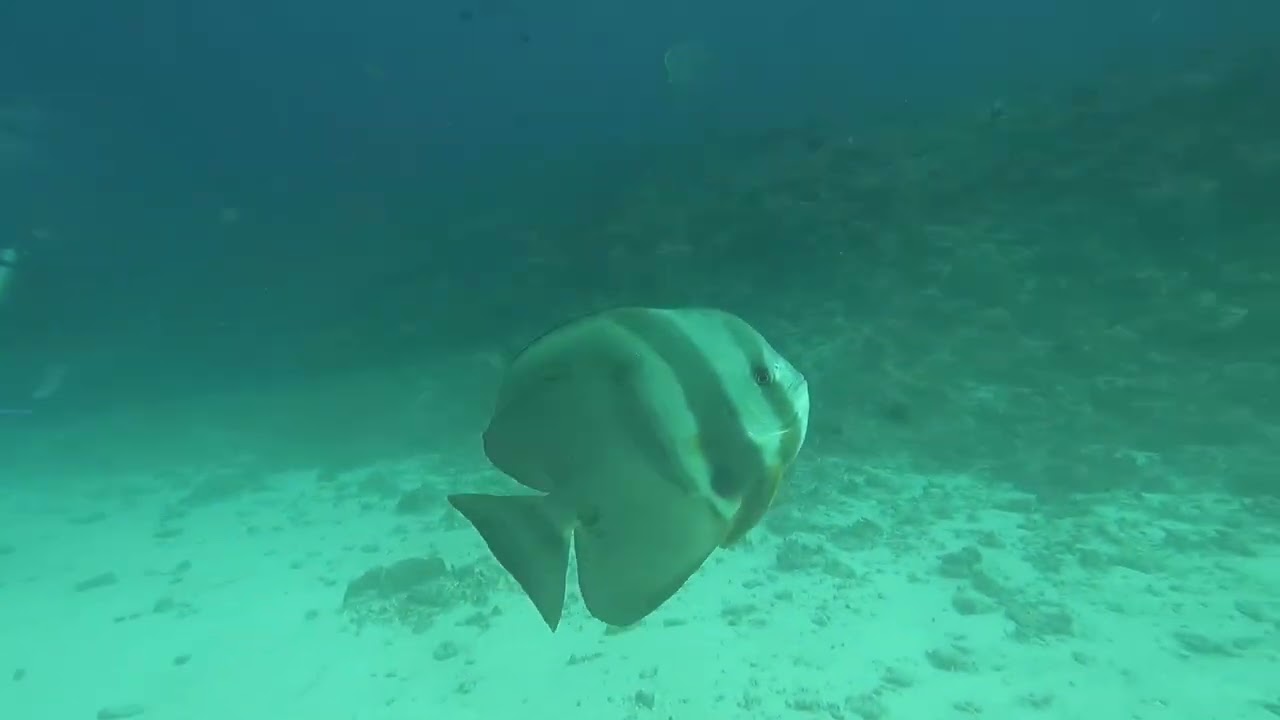 25 Gennaio 2026   Rasdhoo Madivaru