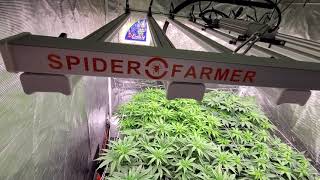Polish Ganja Farmer Spiderfarmer Led