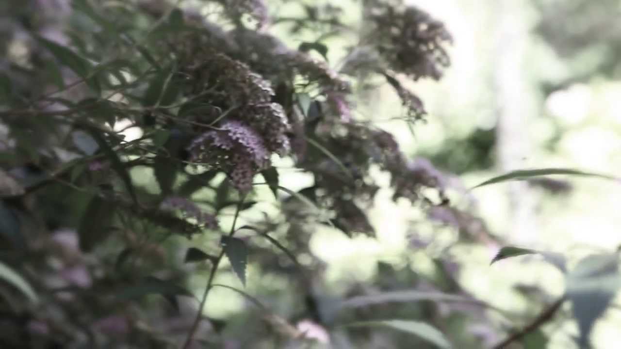 Sydd - BEFORE (HD Video Version)