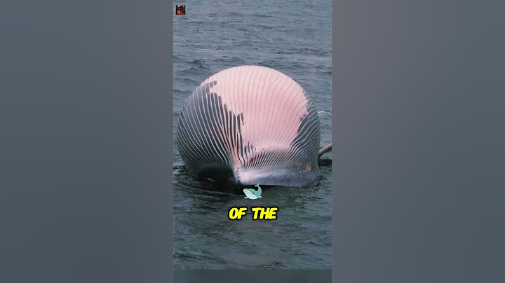 Is Dead Whale Dangerous 🤣🤯