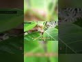 【アルテシマ剪定】フィカス・ゴムの木の大きさを維持する剪定方法 #cotoha #観葉植物 #植物 #剪定 #フィカスアルテシマ