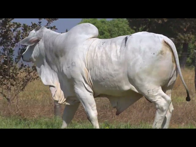 45º Mega Leilão Anual Carpa | TOUROS LOTE 34 - 6305