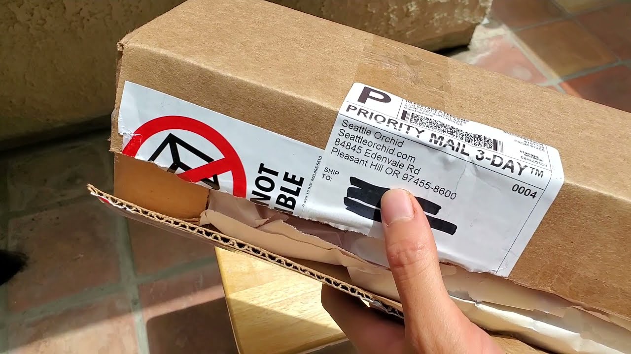 Orchid Unboxing: Phalaenopsis corningiana from Seattle Orchids