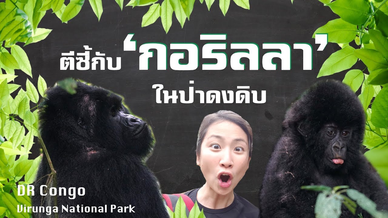 DR Congo : ตีซี้กับกอริลลา กลางป่าแอฟริกา  | One Hour with Gorillas「EP. 2」