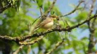 Download Lagu Icterine Warbler - Spotvogel MP3