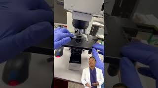 Así se ve tu semen en el microscopio 😰 #curiosidades #sabiasque #shorts Así se ve tu semen en el microscopio 😰 #curiosidades #sabiasque #shorts