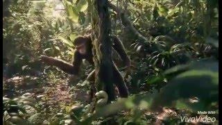 Download lagu Coldplay adventures of a lifetime. (Apes dancing in music video )