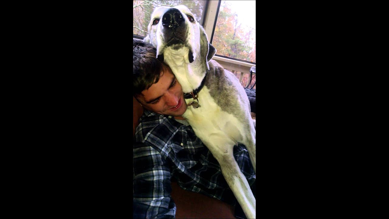 Resultado de imagen para great dane cuddling