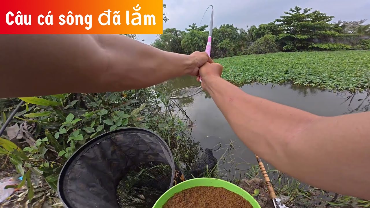 ✅ Rình bày cá rô phi thiên nhiên Sông Sài Gòn dưới lùm rau muống | DUY FISHING