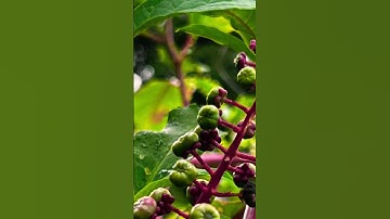 #FoliageOnTheFarm #Identification  @RoyalAdventuresTheRoyalLife