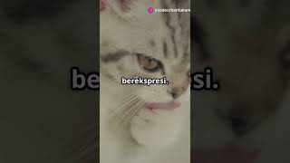 Ekspresi Wajah Kucing yang Menggemaskan! #shortsfeed #shortsvideo #faktaunik #kucing #kucinglucu