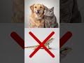 Guía Viajar con Mascotas en Avión 1080p caption