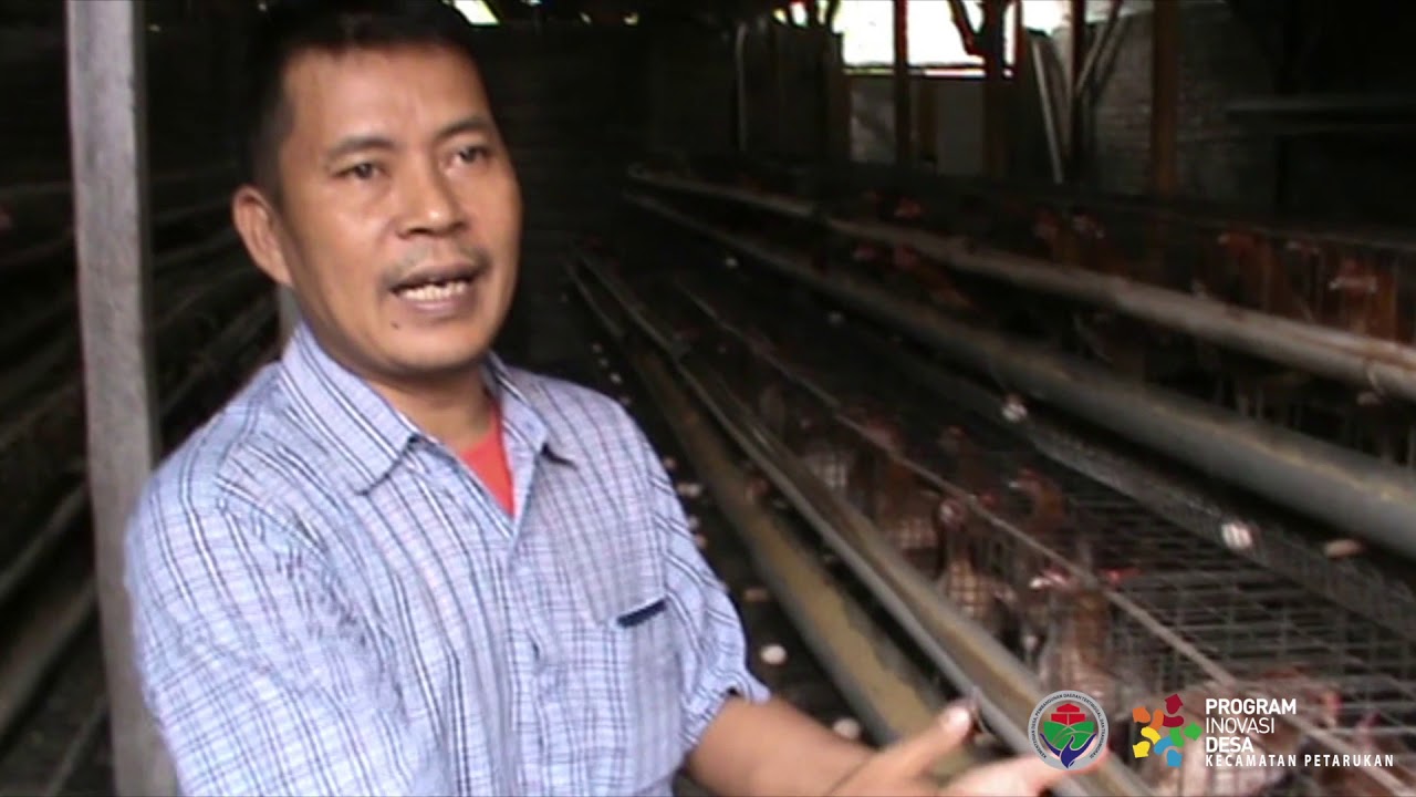 Peternak Ayam Petelor Omega 3, Klareyan 