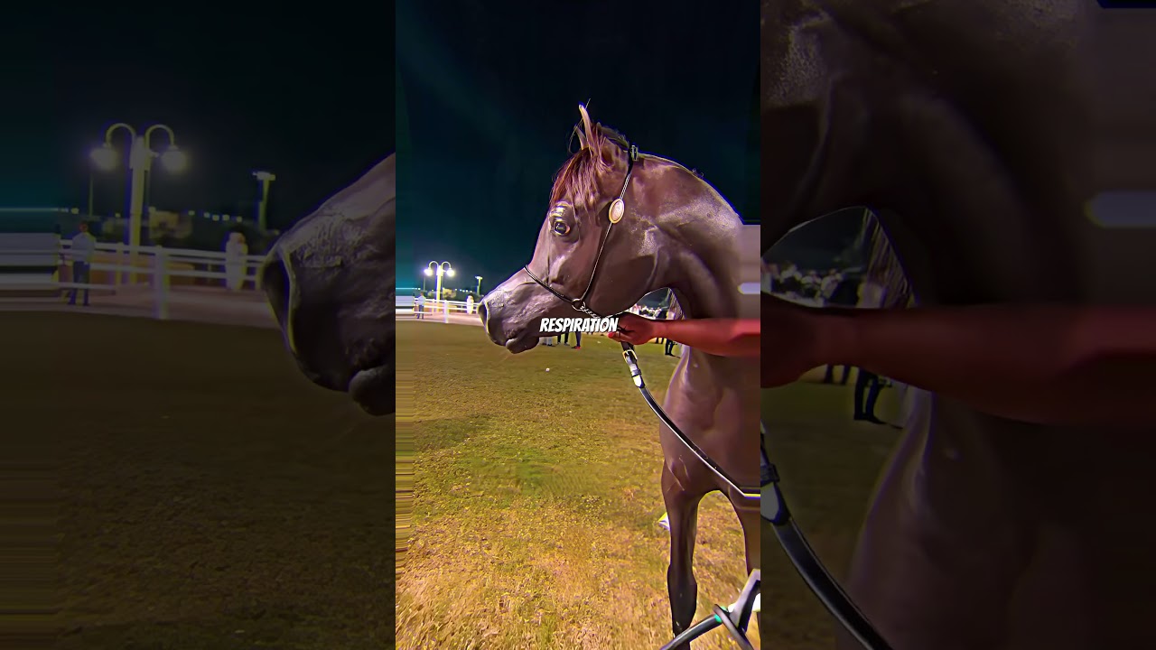 🧐 Le visage de ses chevaux… 🐴