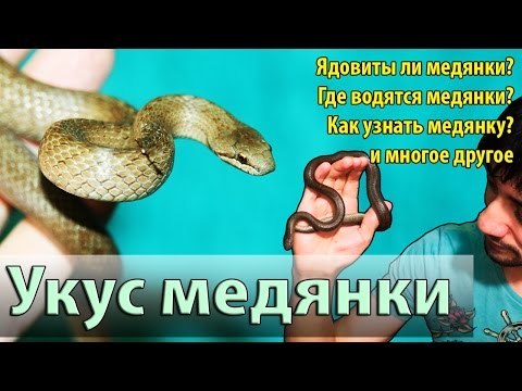 Медянки ядовитые или нет? Проверим этот факт на себе