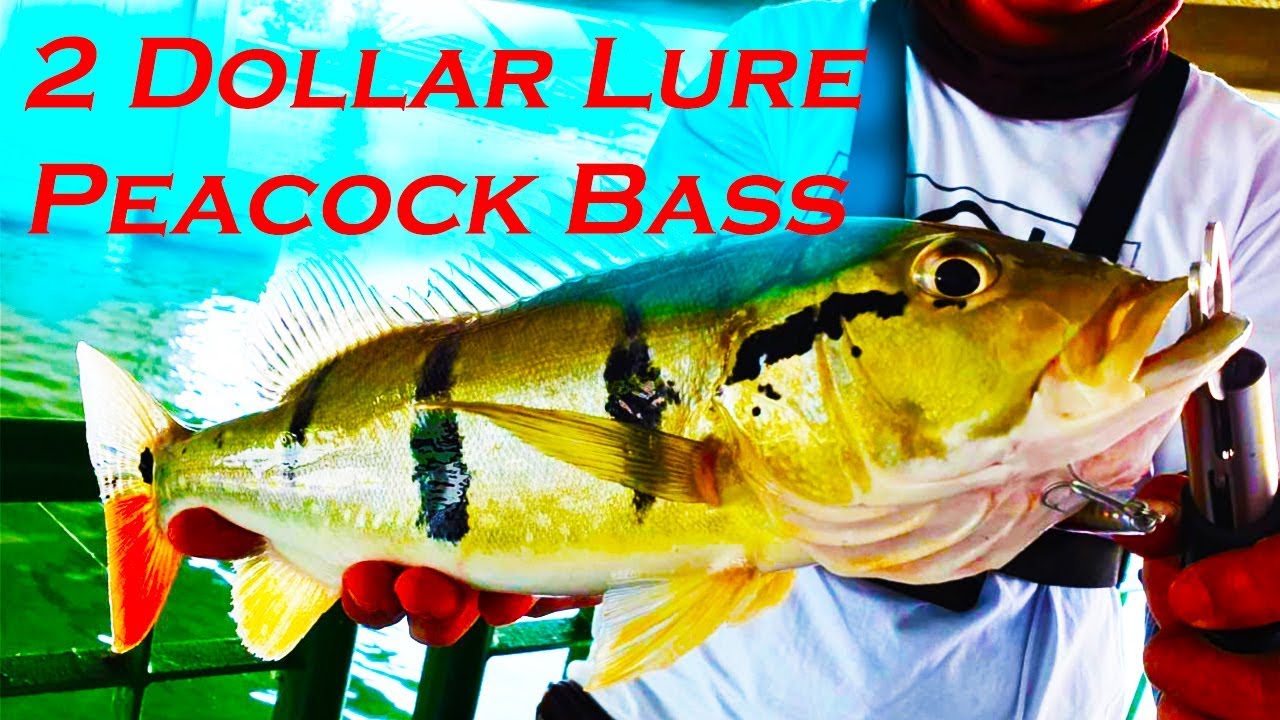 Peacock Bass on 2 dollar lure YouTube